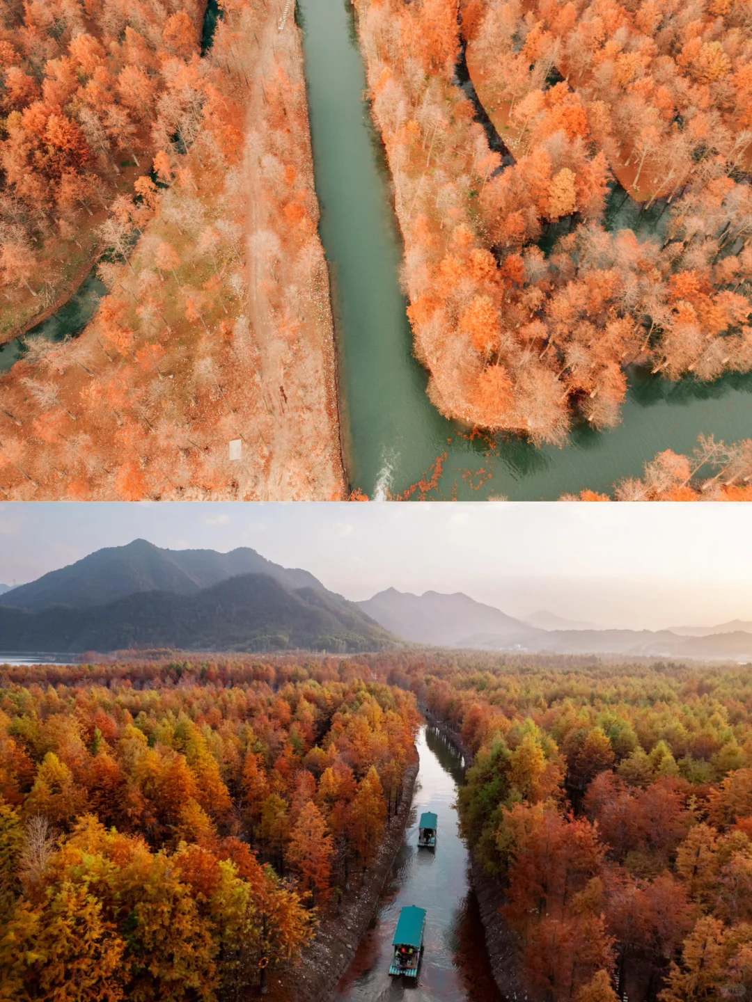 红透了❗️家门口这片红杉林足以让我惊艳❗️