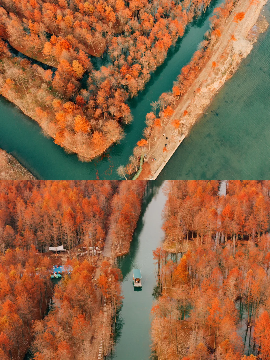 红透了❗️家门口这片红杉林足以让我惊艳❗️