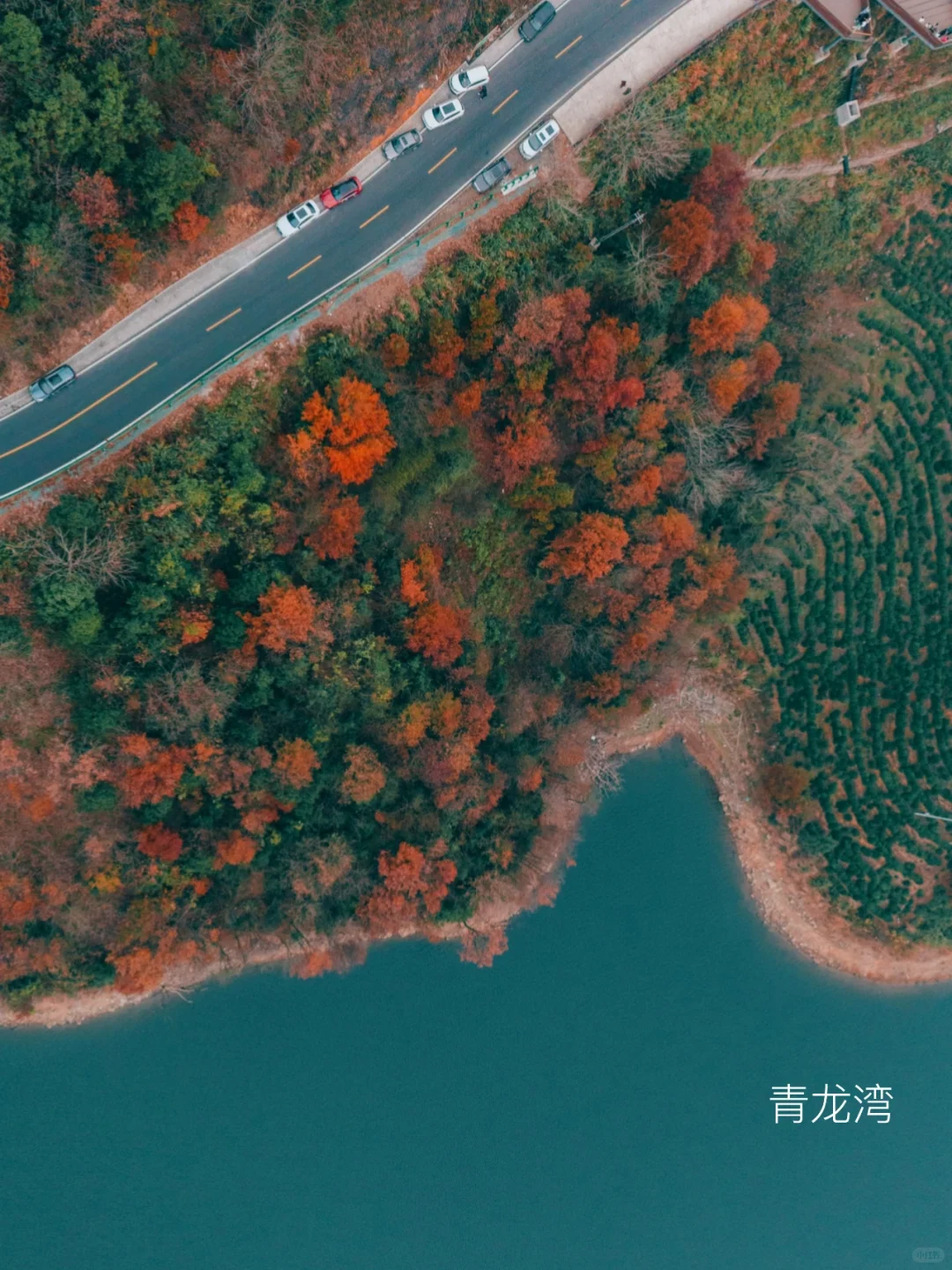 红透了❗️家门口这片红杉林足以让我惊艳❗️