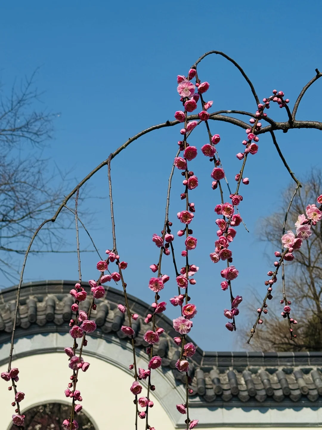 杭州赏梅🌸我只去一个地方