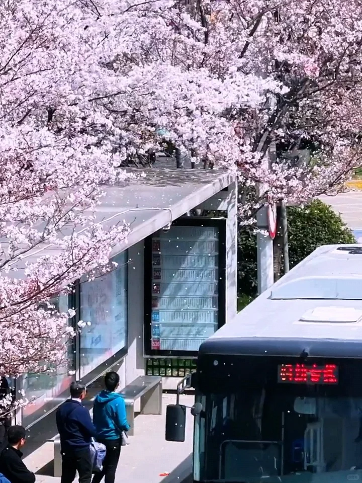 2025武汉赏樱全攻略🌸三月樱花季的浪漫