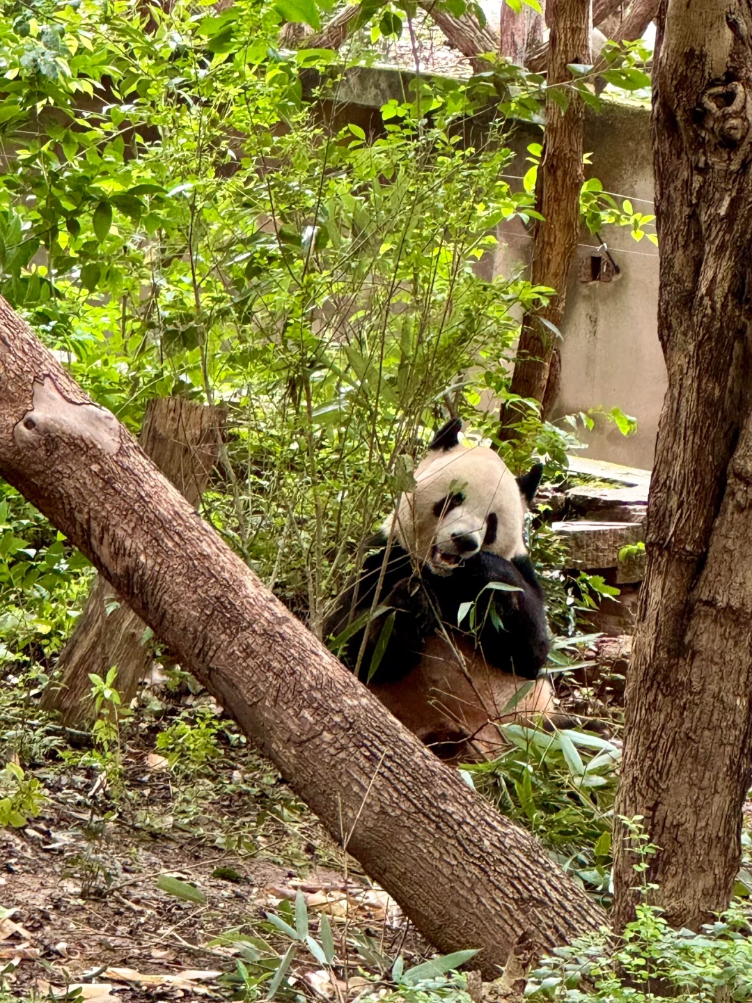 叮~这有一份成都旅游攻略，欢迎查收~