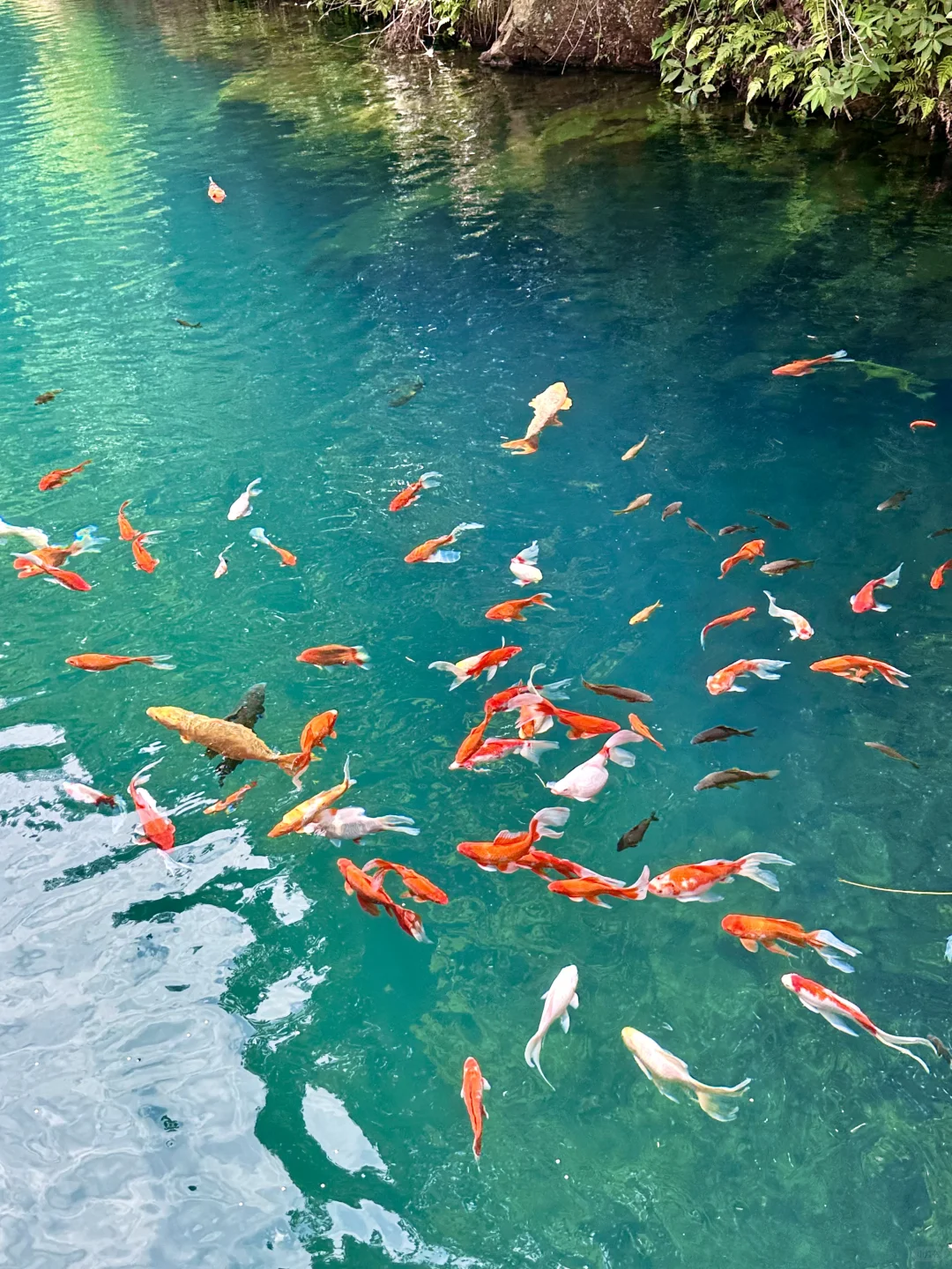 小红书跟风超成功❗️来到萤火虫般梦幻仙境❗️