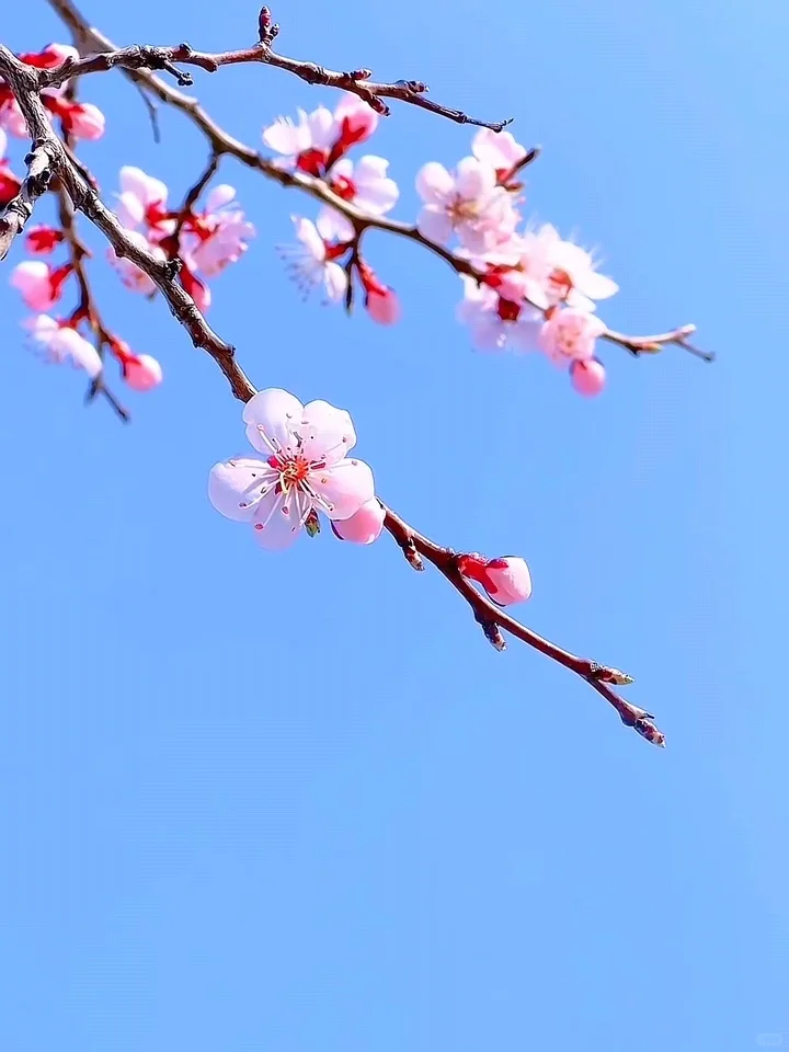 2025武汉赏樱全攻略🌸三月樱花季的浪漫