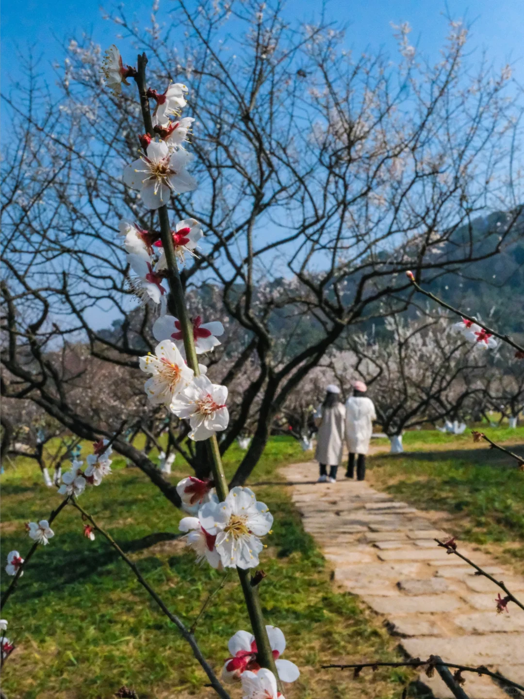 杭州赏梅🌸我只去一个地方