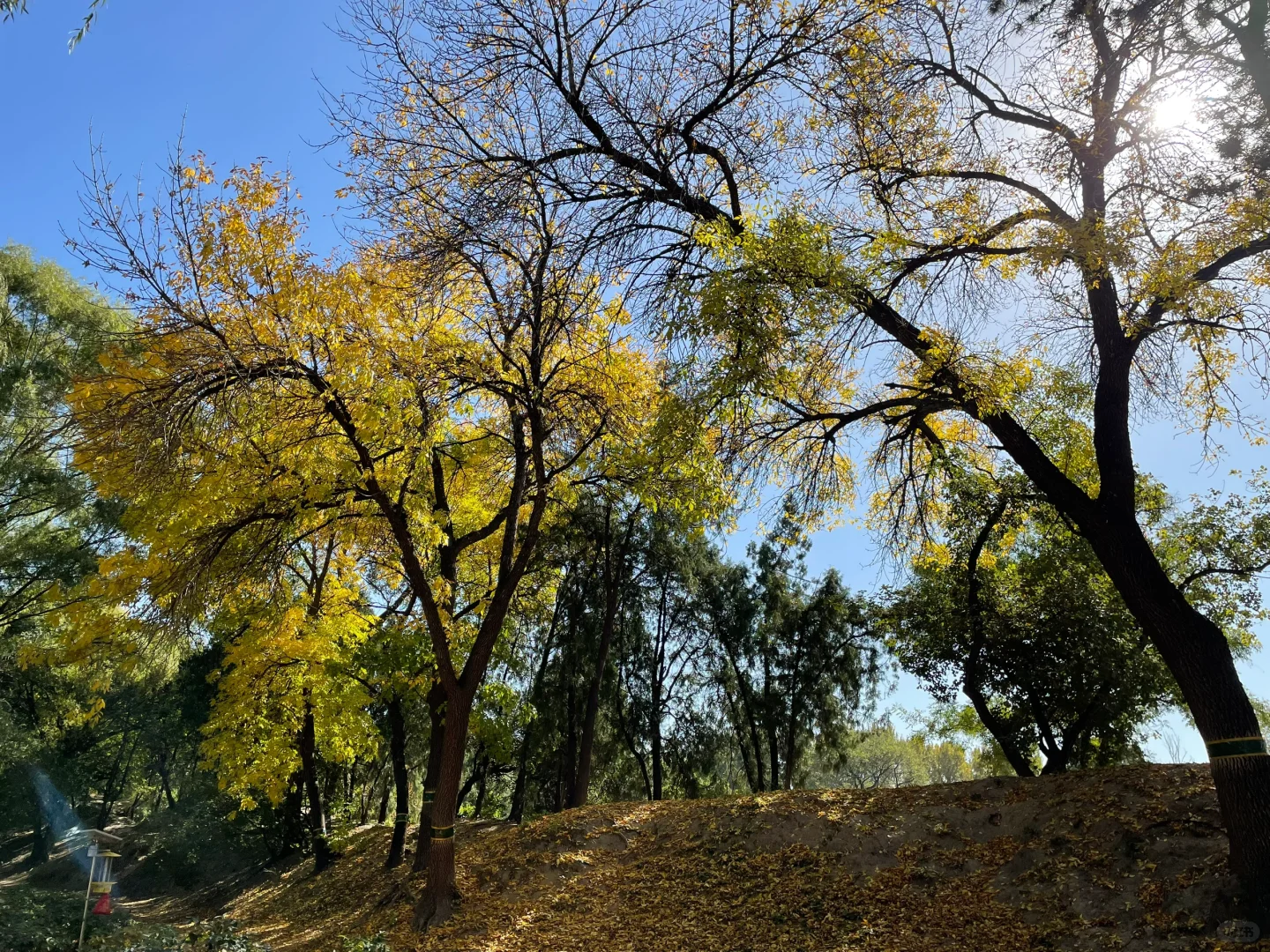 秋天的圆明园别有一番秋味🍂 北京.圆明园