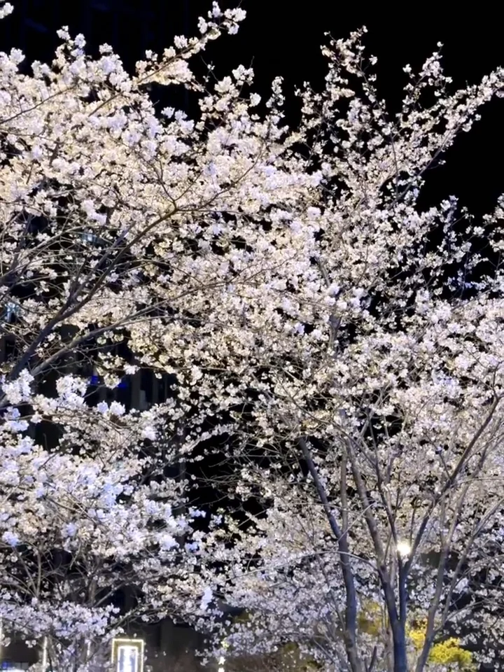 2025武汉赏樱全攻略🌸三月樱花季的浪漫