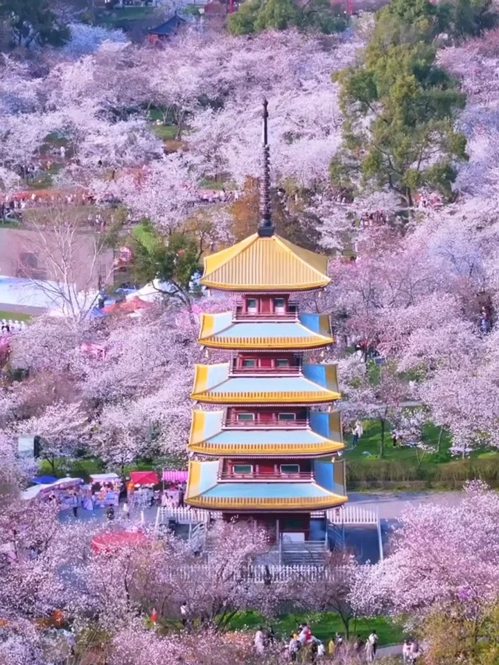 2025武汉赏樱全攻略🌸三月樱花季的浪漫