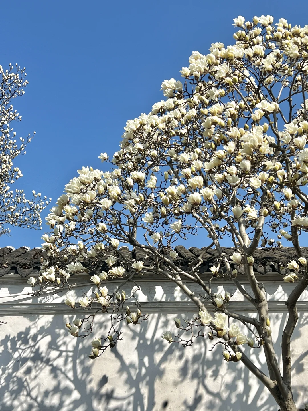 春节过后苏州将迎来一万次春和景明