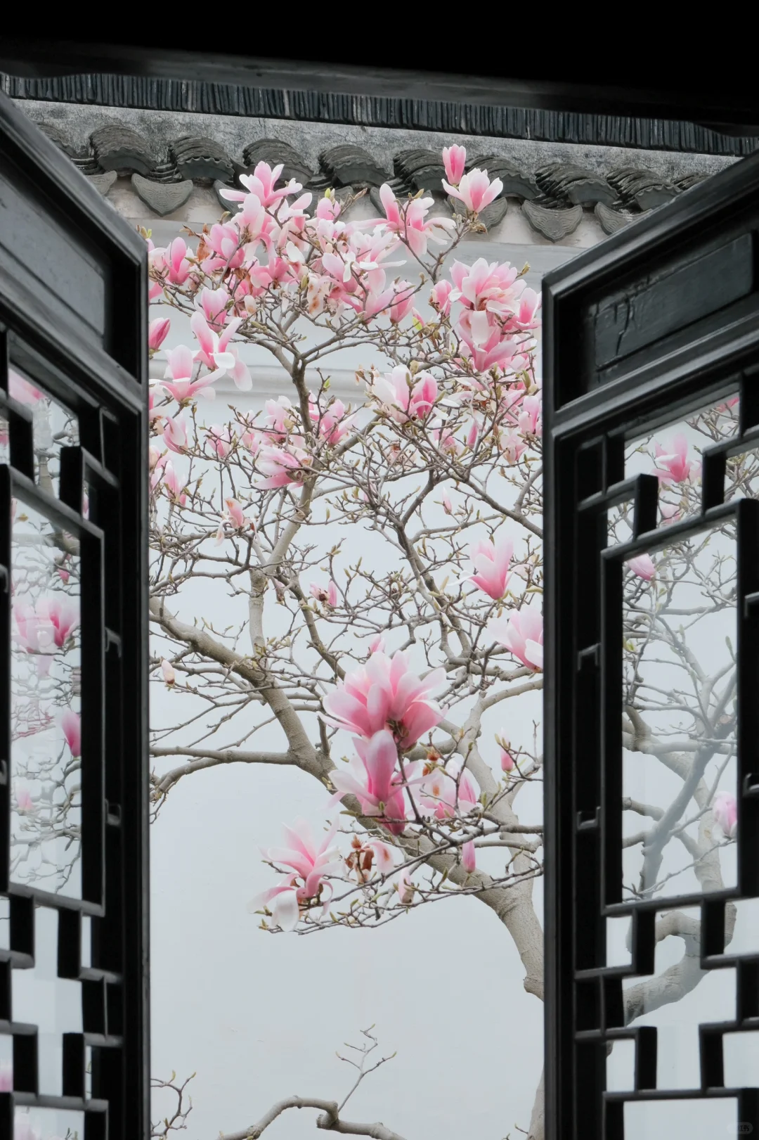 春节过后苏州将迎来一万次春和景明