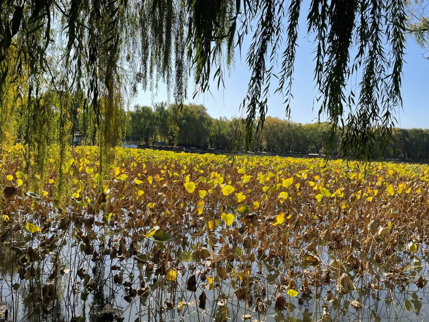 秋天的圆明园别有一番秋味🍂 北京.圆明园