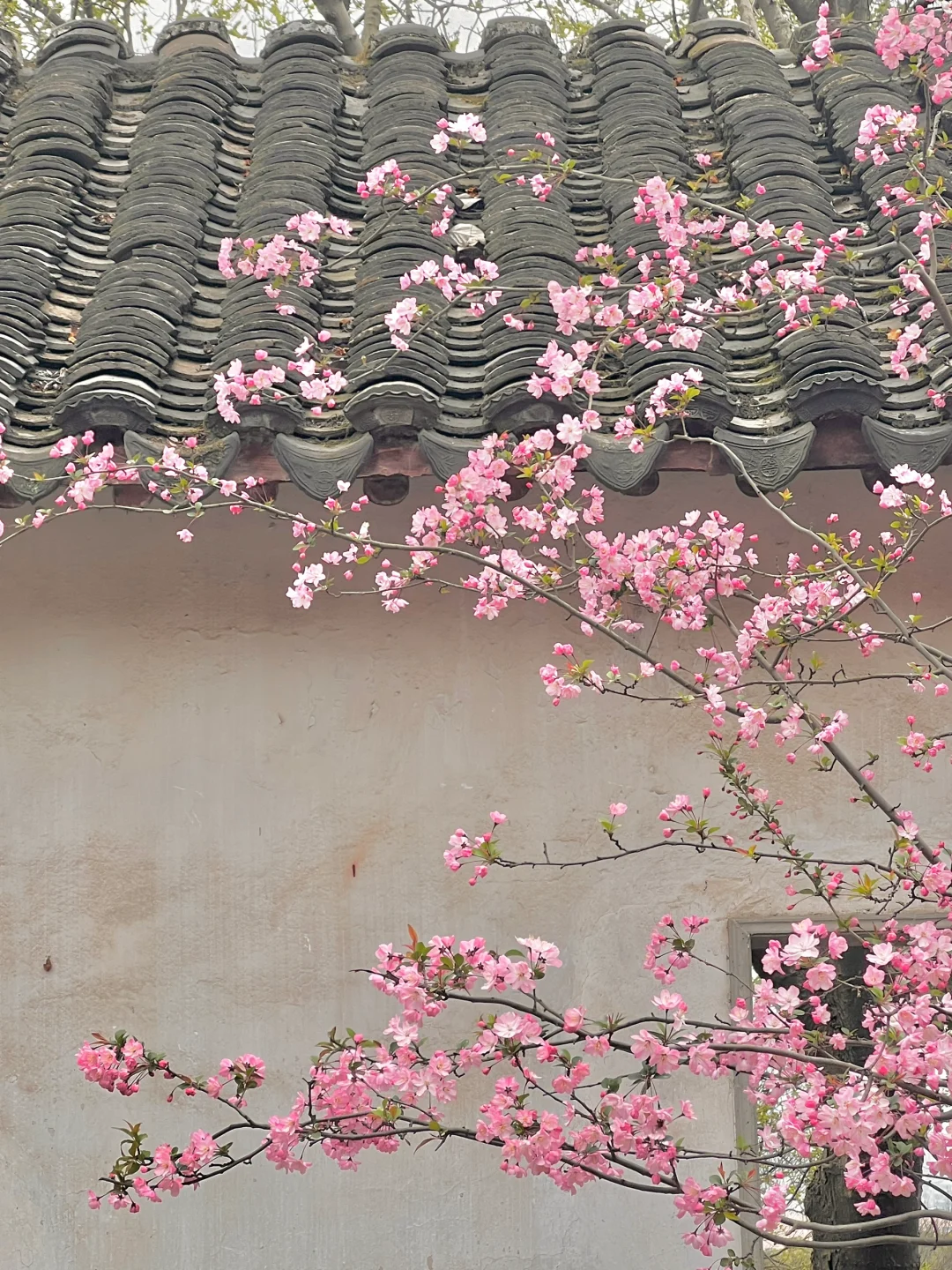 春节过后苏州将迎来一万次春和景明