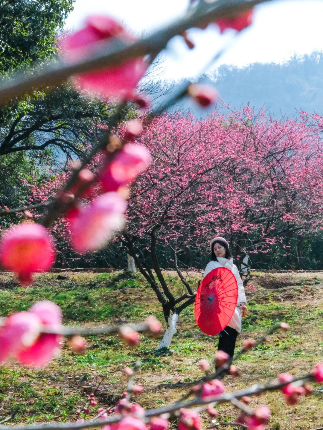 杭州赏梅🌸我只去一个地方