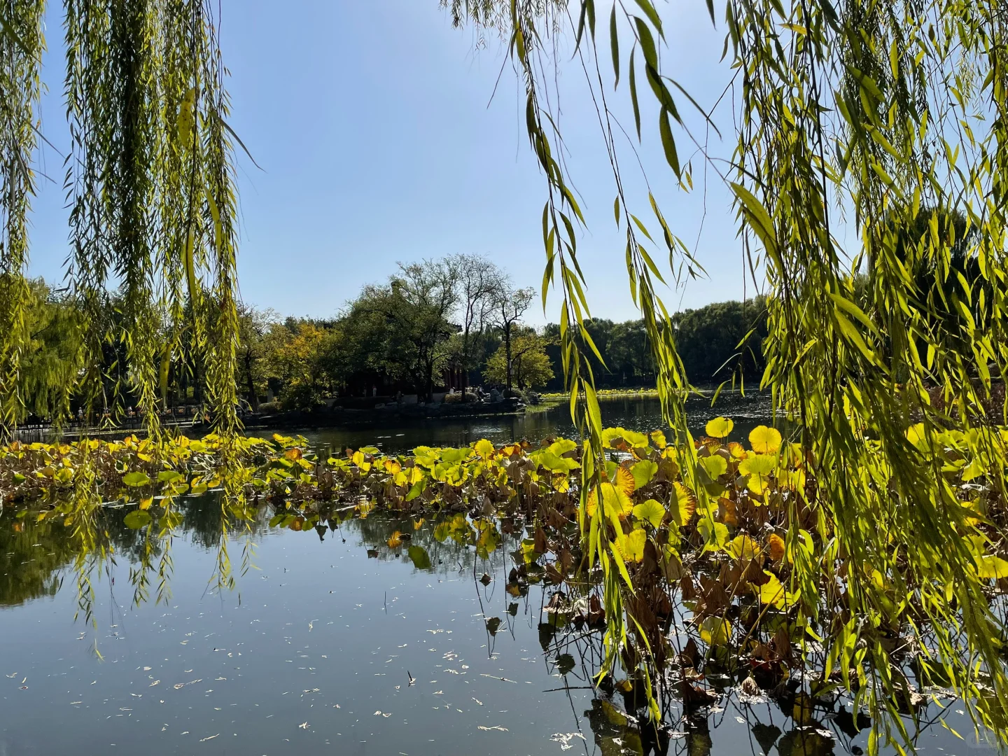 秋天的圆明园别有一番秋味🍂 北京.圆明园