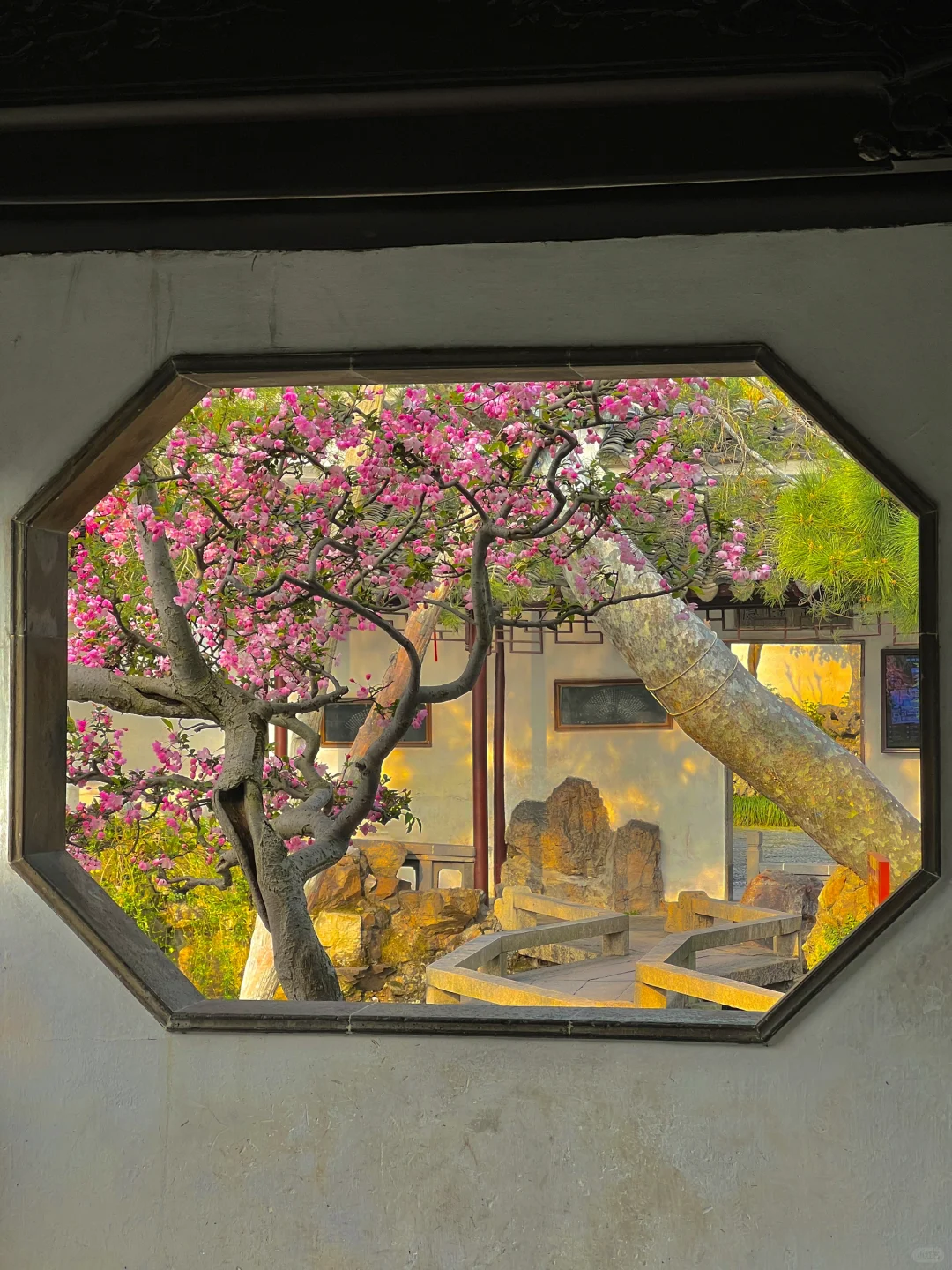 春节过后苏州将迎来一万次春和景明