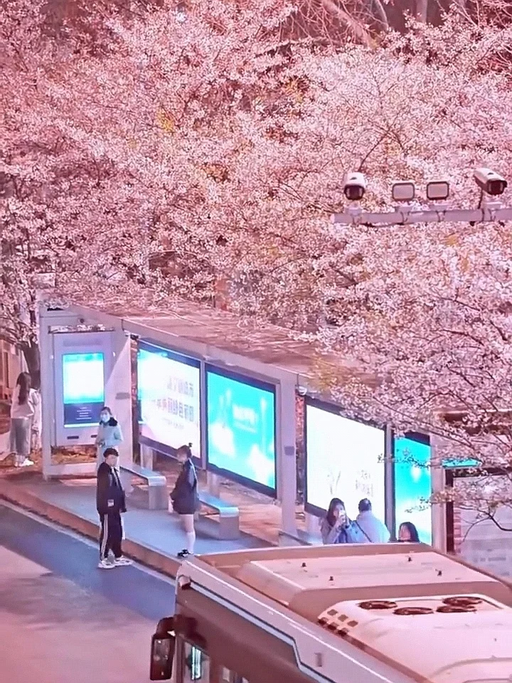 2025武汉赏樱全攻略🌸三月樱花季的浪漫