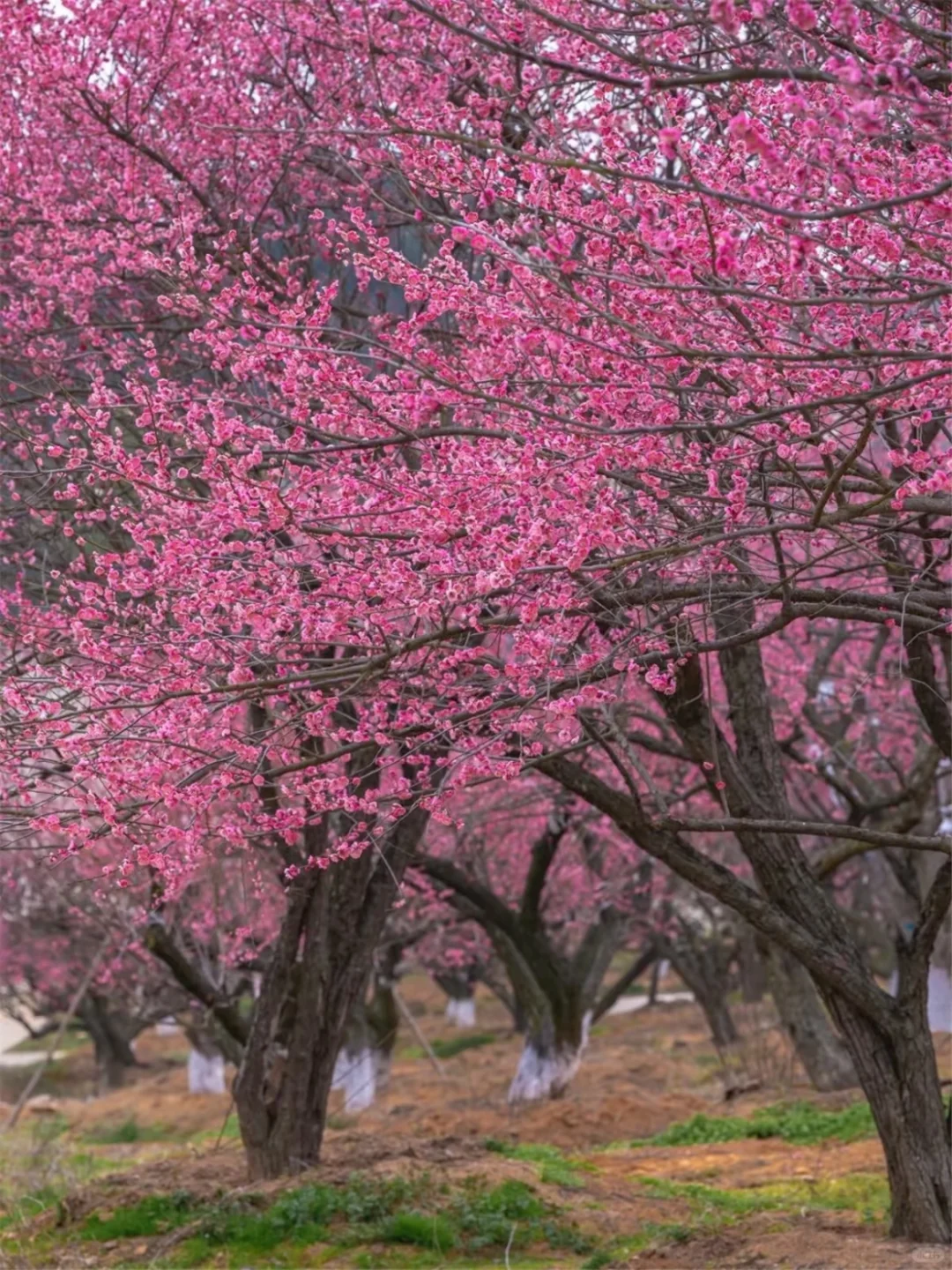 早春限定｜安吉两天一夜赏梅攻略