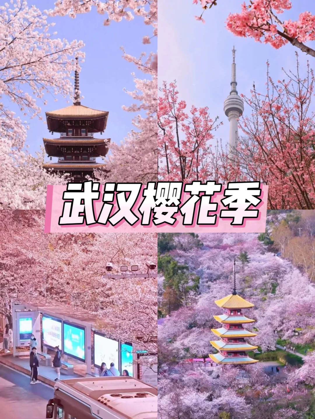 2025武汉赏樱全攻略🌸三月樱花季的浪漫
