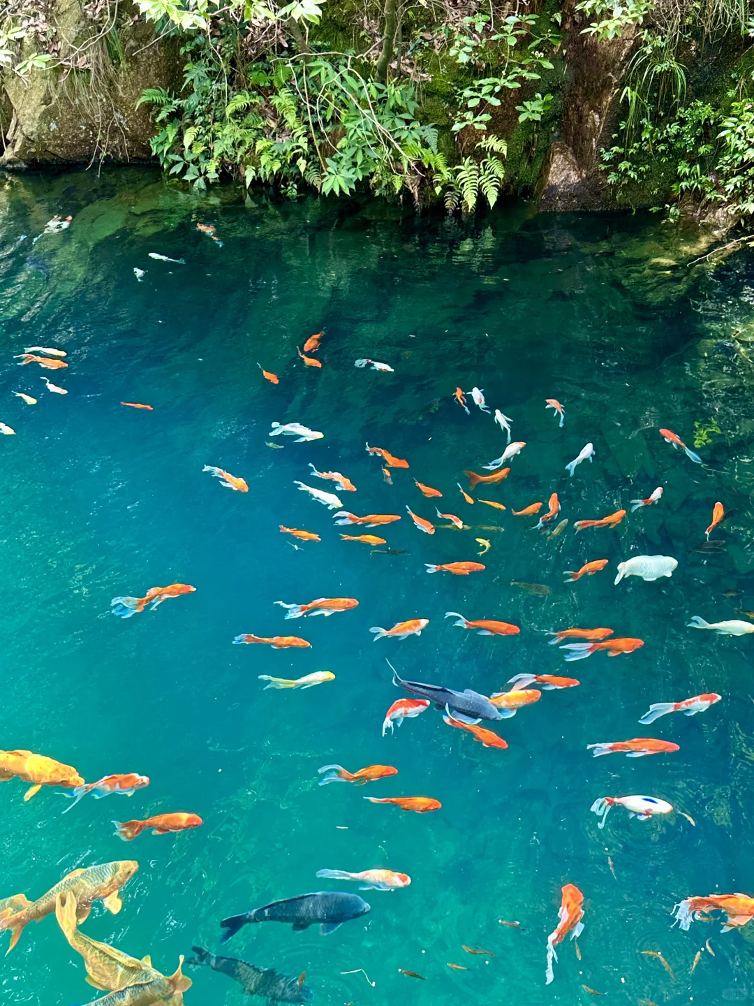 小红书跟风超成功❗️来到萤火虫般梦幻仙境❗️