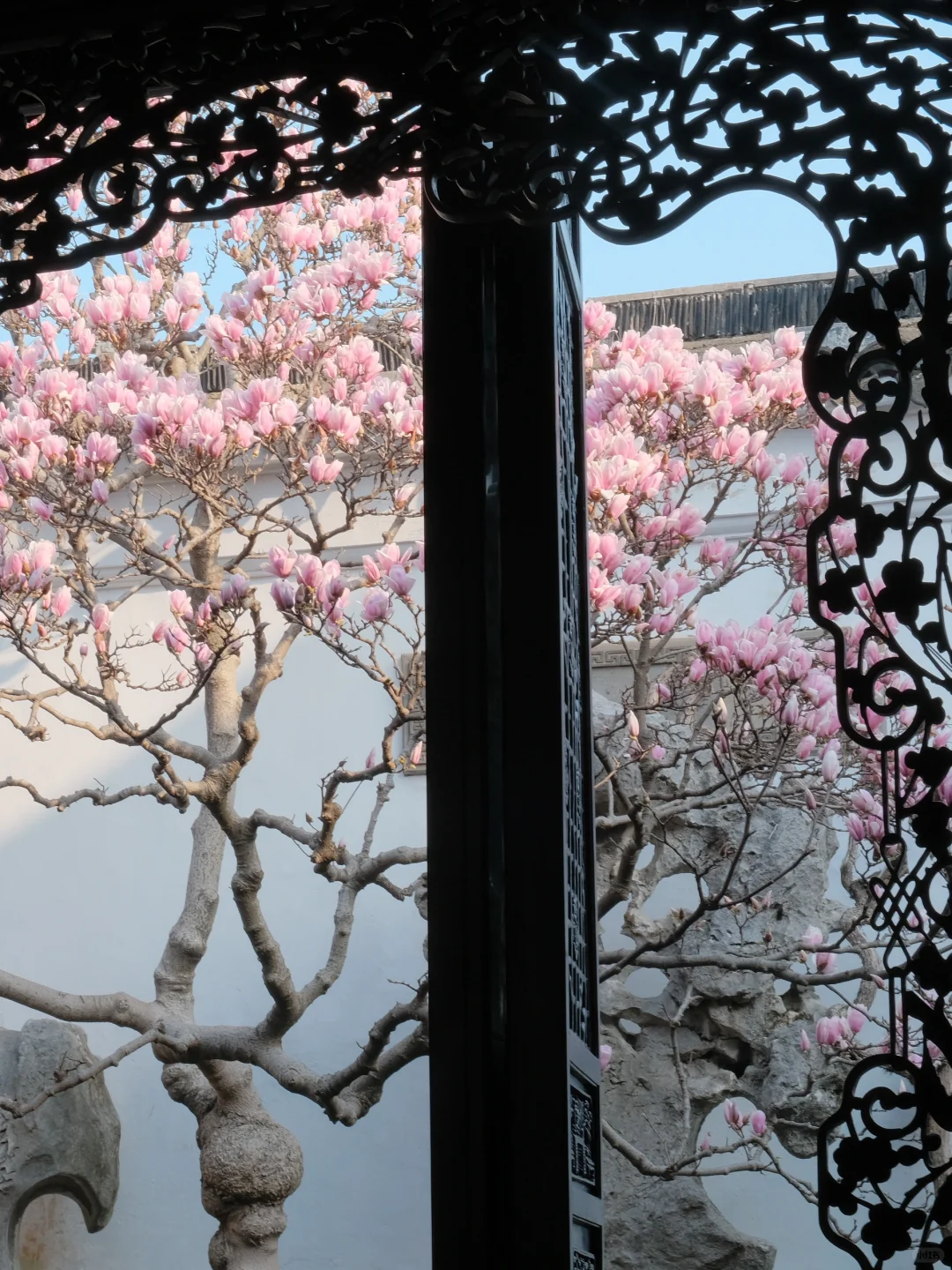 春节过后苏州将迎来一万次春和景明