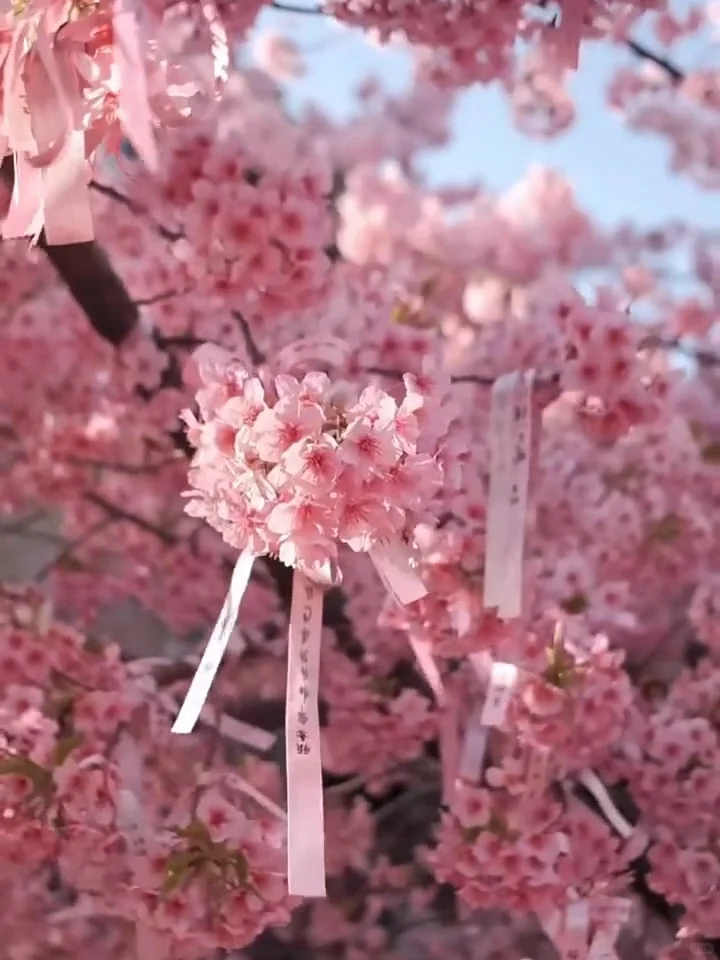 2025武汉赏樱全攻略🌸三月樱花季的浪漫