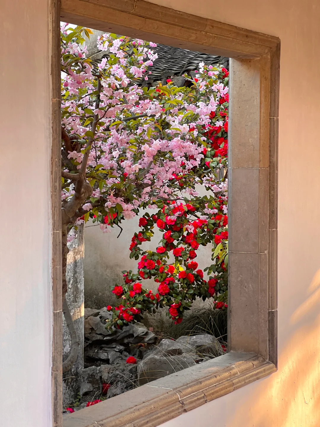 春节过后苏州将迎来一万次春和景明