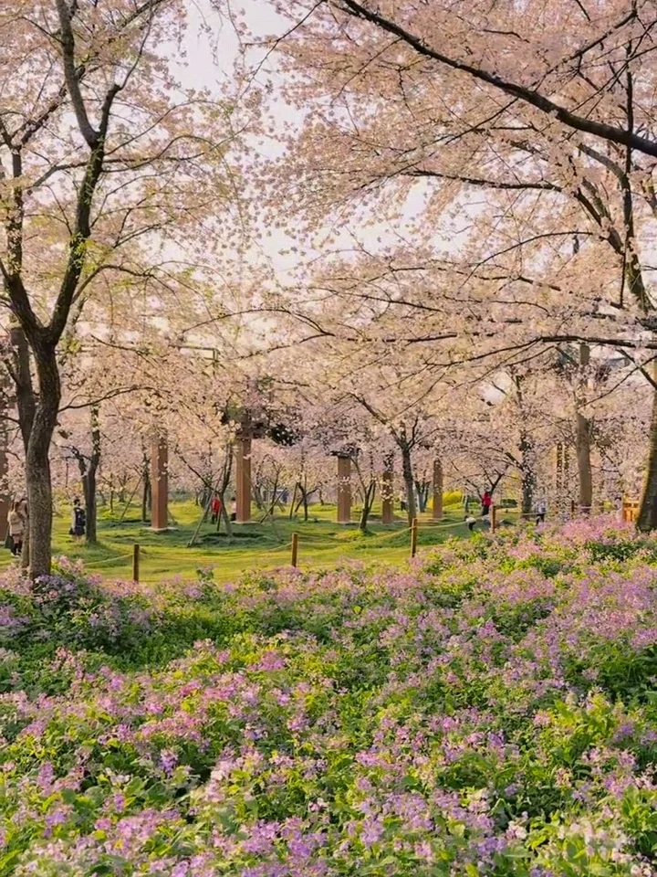 2025武汉赏樱全攻略🌸三月樱花季的浪漫