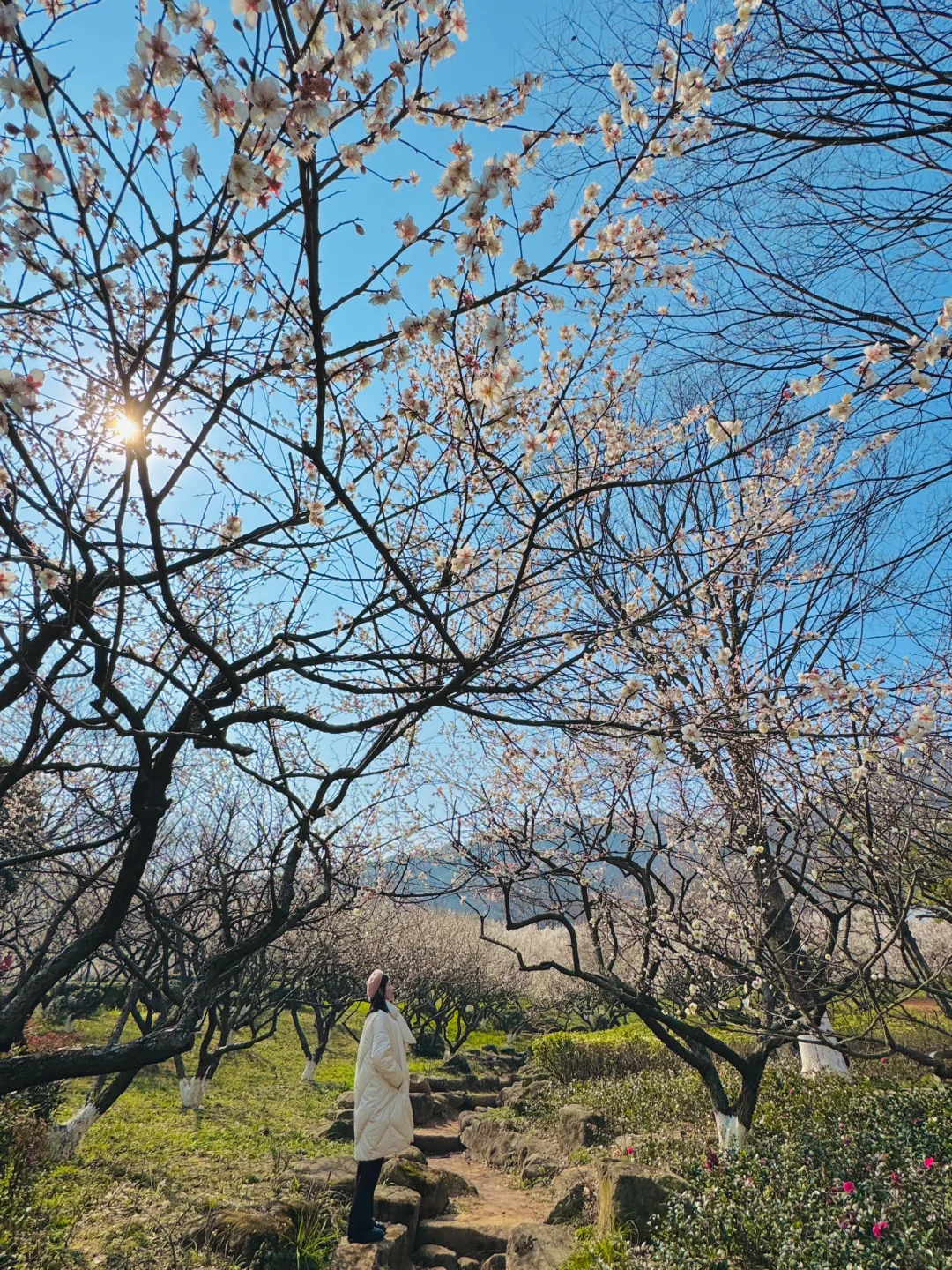 杭州赏梅🌸我只去一个地方