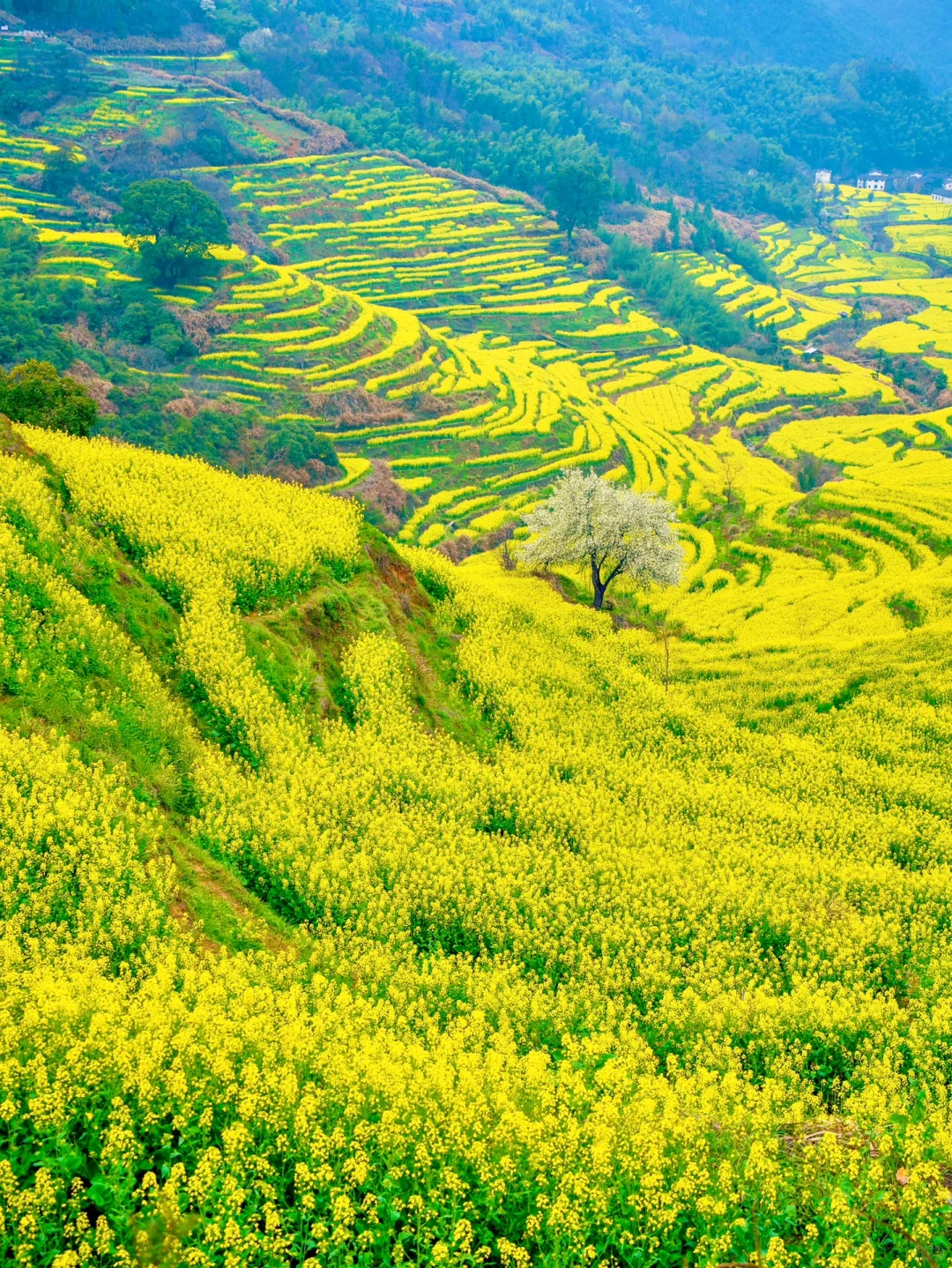 被国家地理评为最美古村👍🏻春天好绝‼️