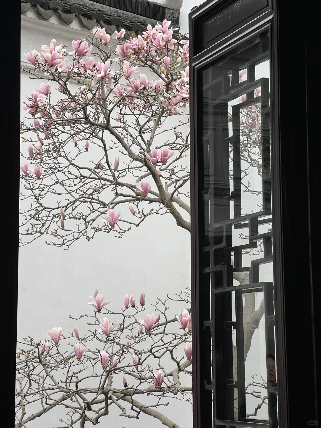 春节过后苏州将迎来一万次春和景明