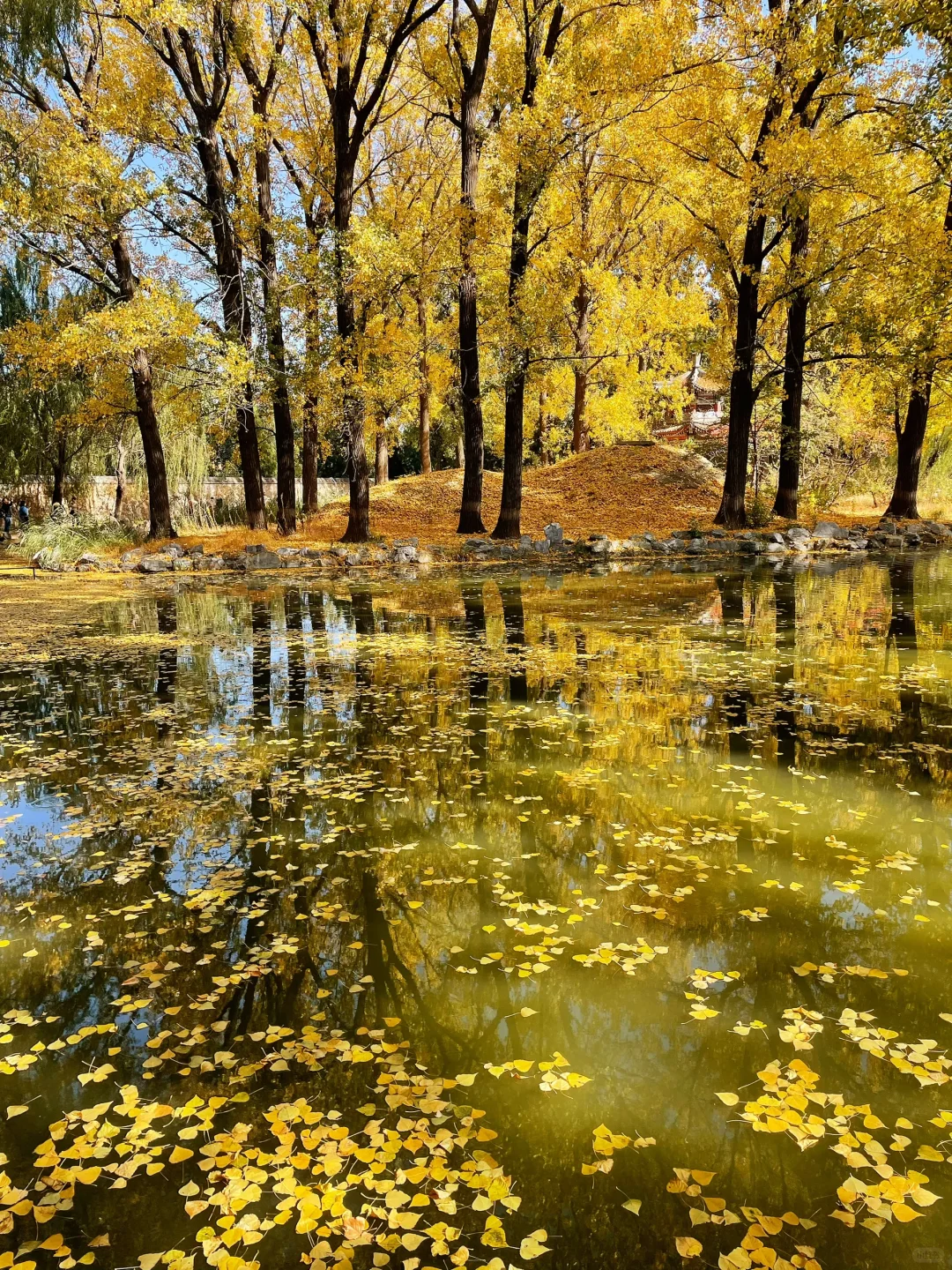 秋天的圆明园别有一番秋味🍂 北京.圆明园