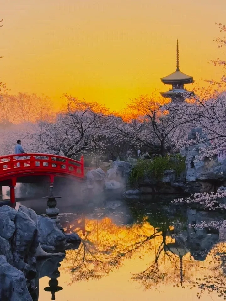 2025武汉赏樱全攻略🌸三月樱花季的浪漫