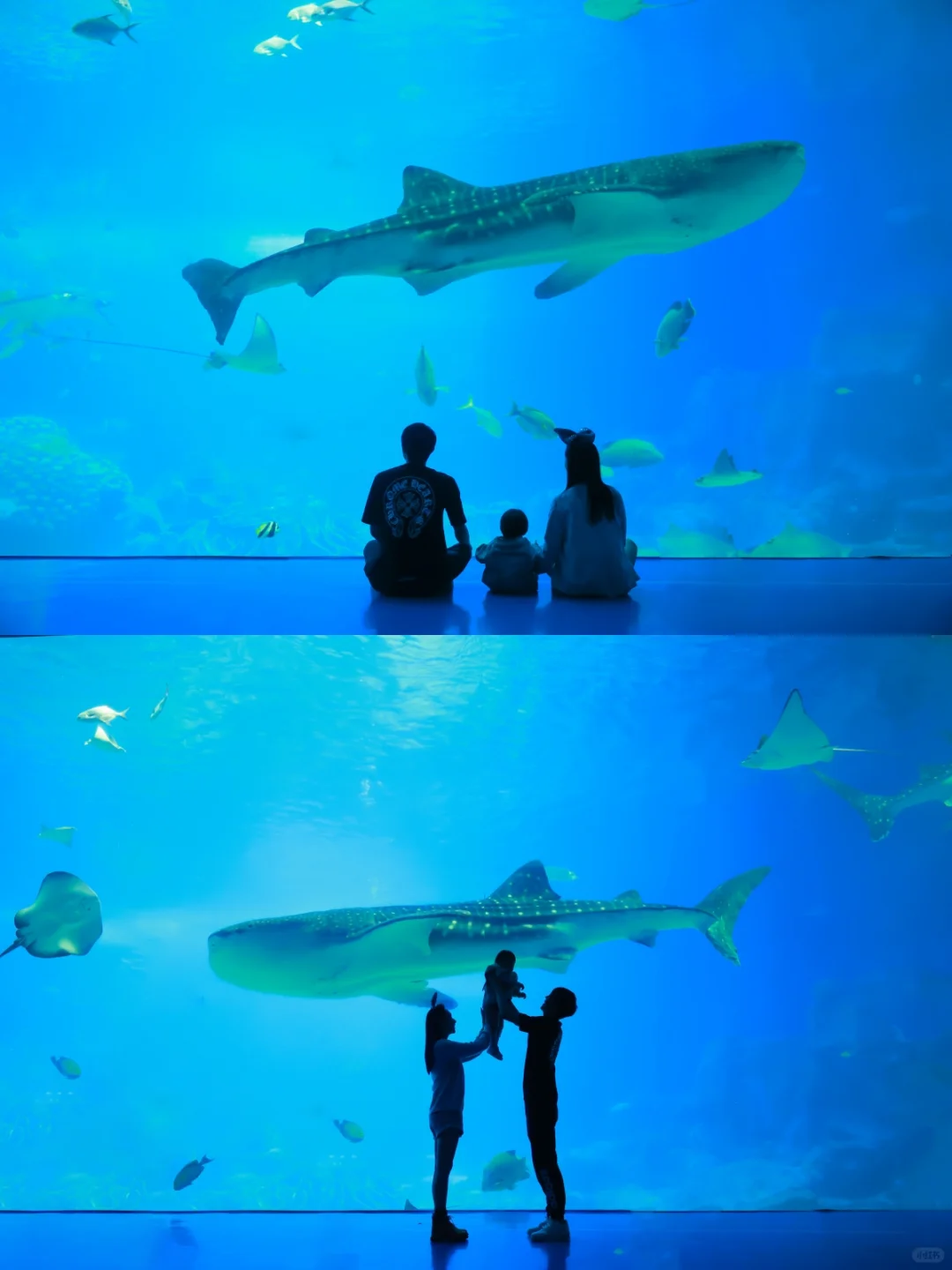 2025年2月23日珠海长隆海洋王国旅游攻略