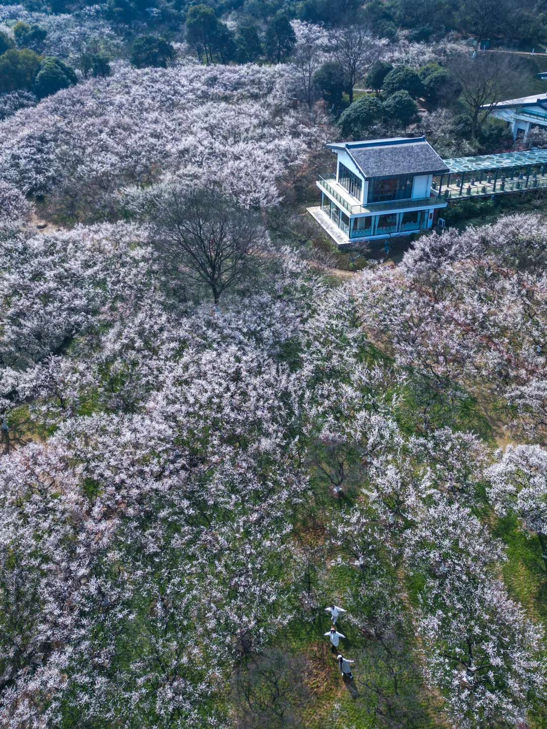 杭州赏梅🌸我只去一个地方