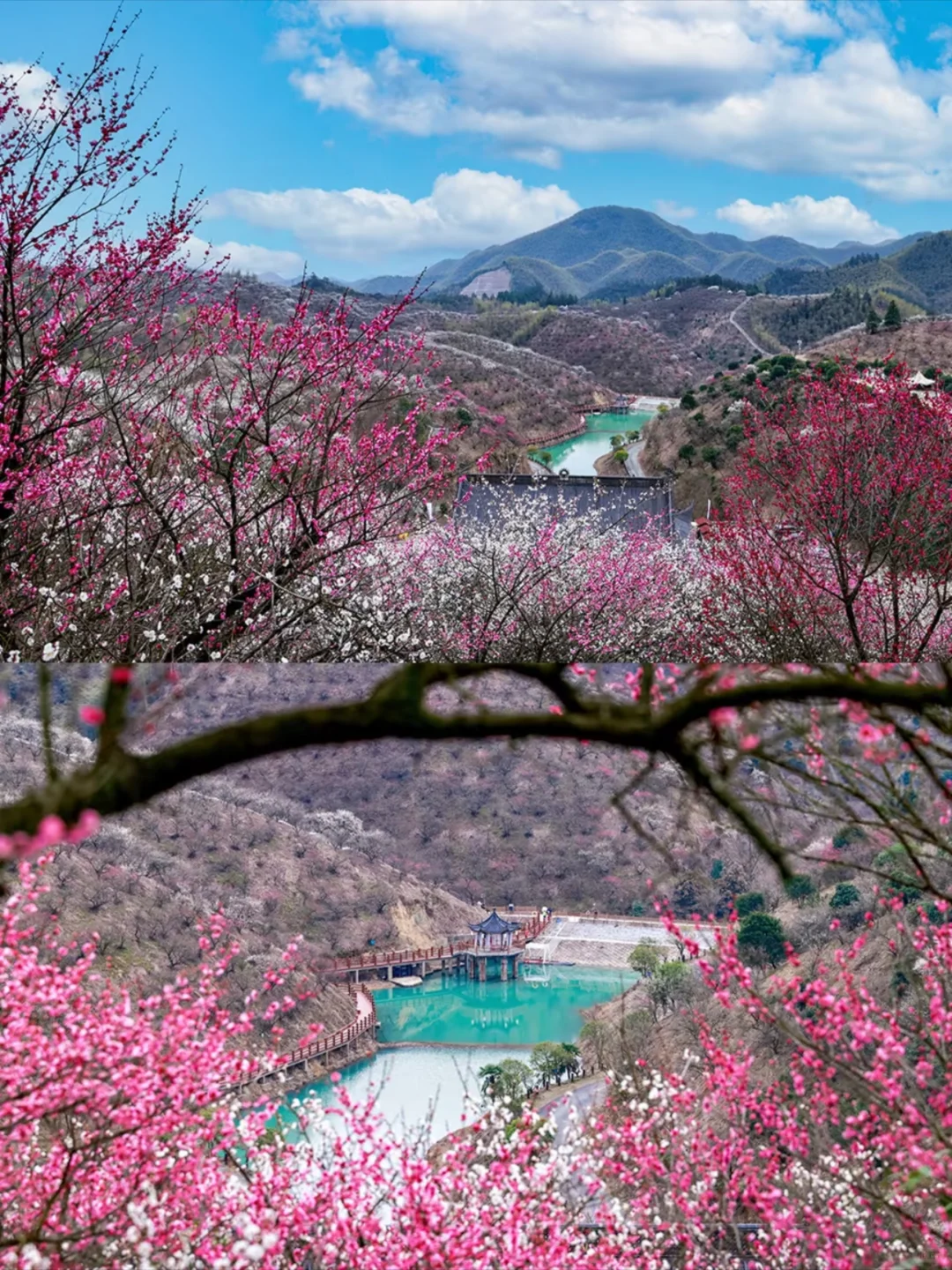 早春限定｜安吉两天一夜赏梅攻略
