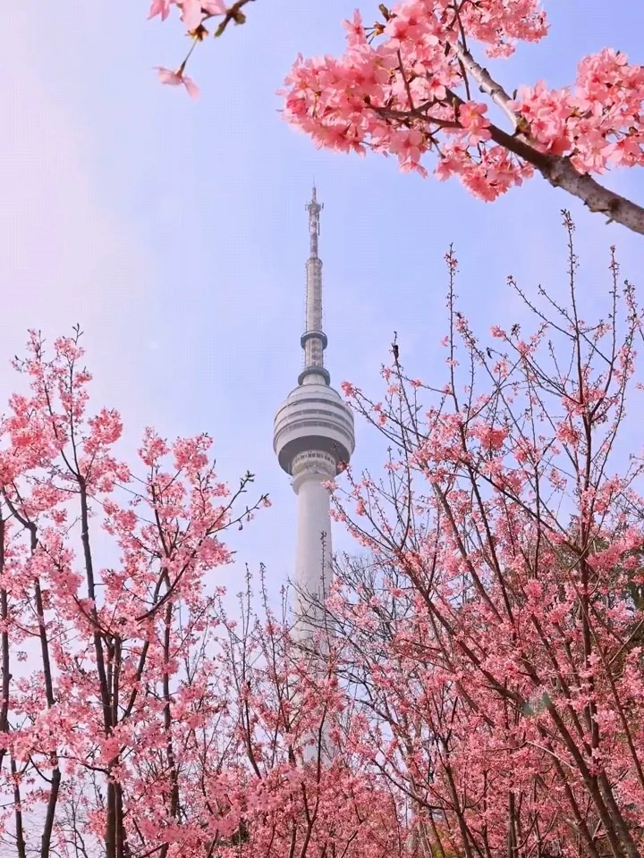 2025武汉赏樱全攻略🌸三月樱花季的浪漫