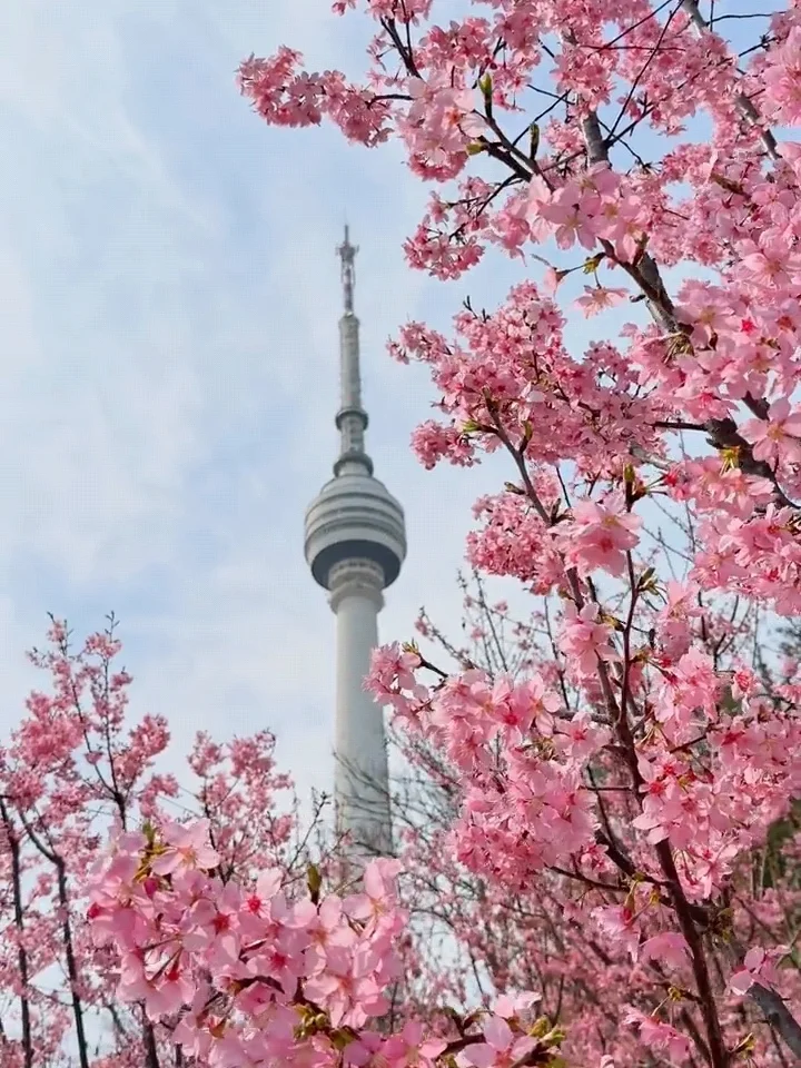 2025武汉赏樱全攻略🌸三月樱花季的浪漫