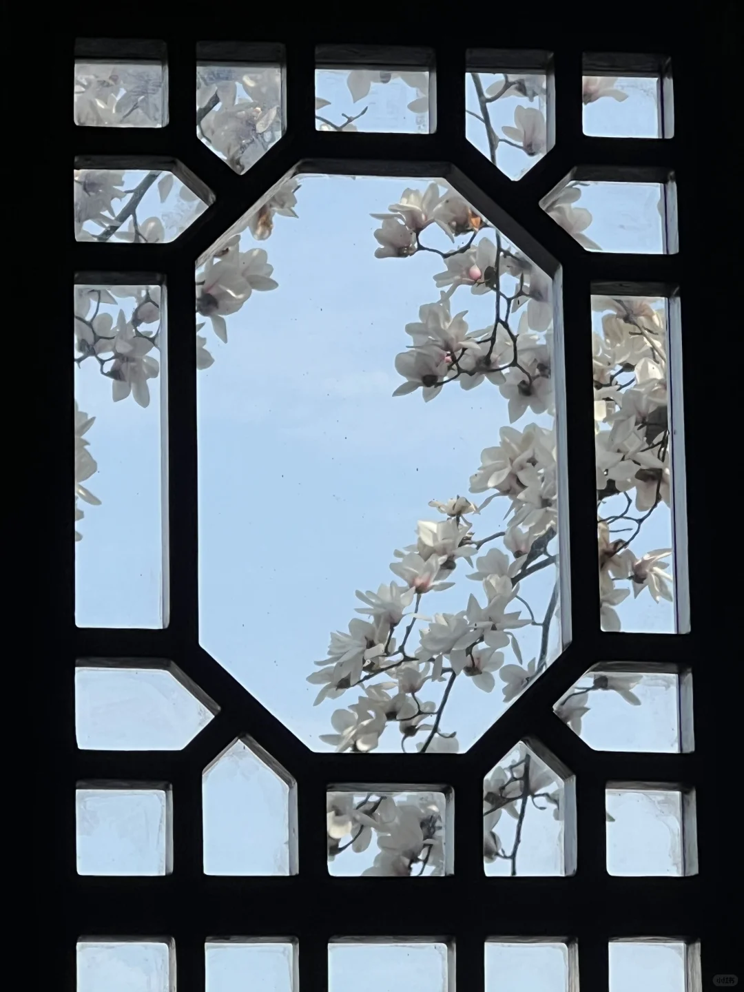 春节过后苏州将迎来一万次春和景明