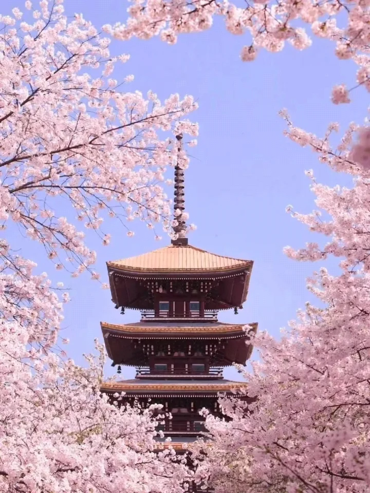 2025武汉赏樱全攻略🌸三月樱花季的浪漫