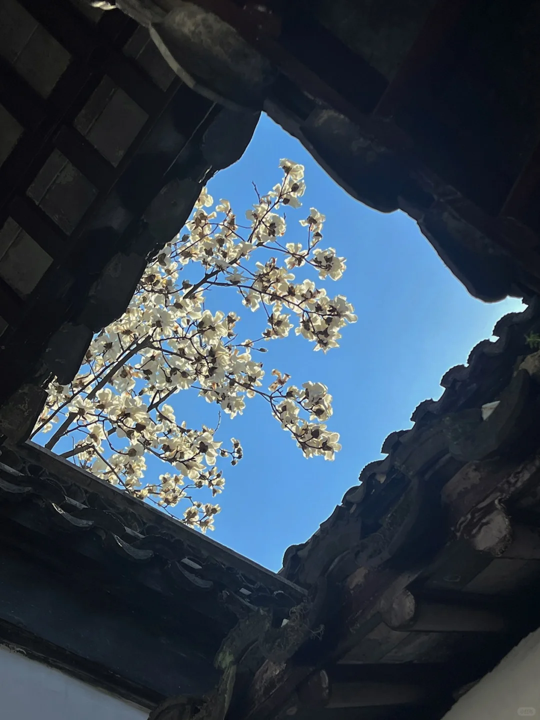 春节过后苏州将迎来一万次春和景明