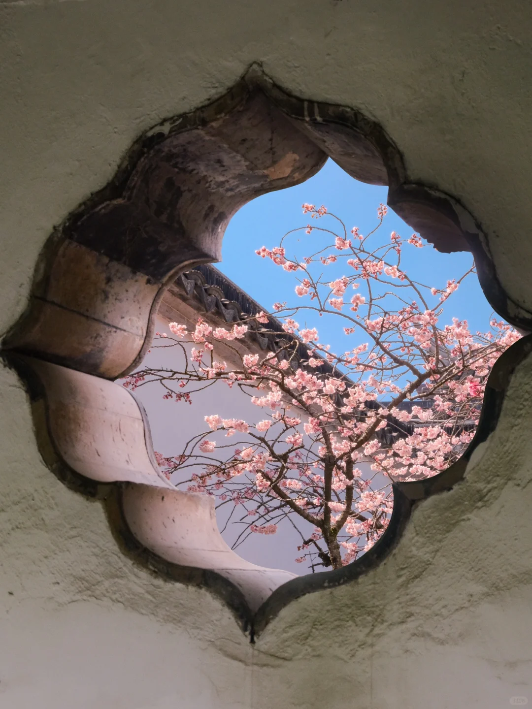 春节过后苏州将迎来一万次春和景明