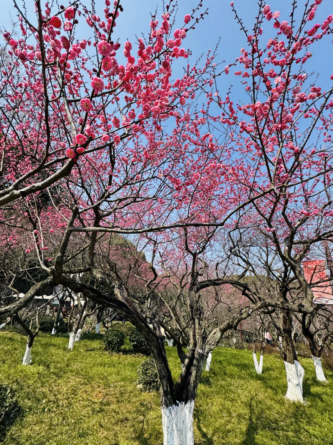 杭州赏梅🌸我只去一个地方