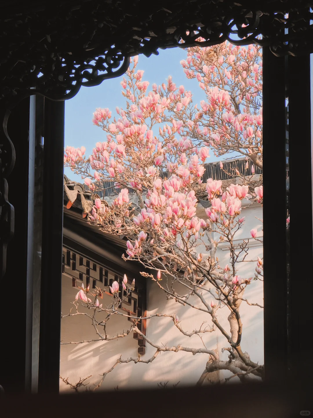 春节过后苏州将迎来一万次春和景明