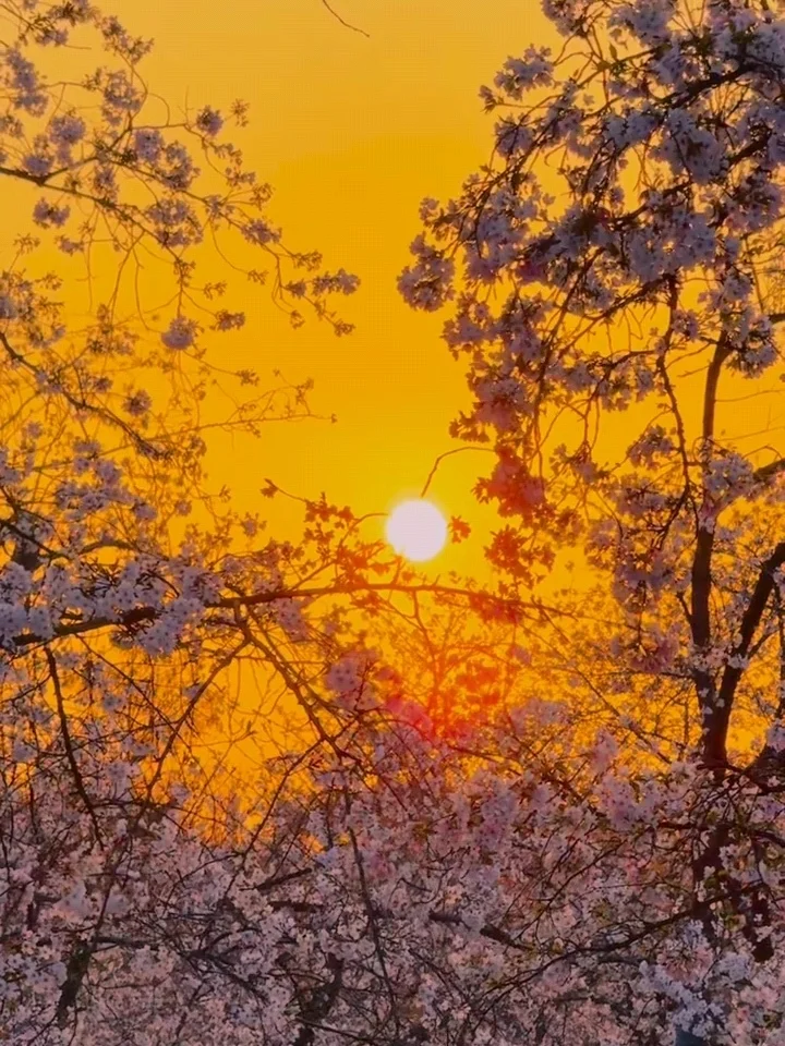 2025武汉赏樱全攻略🌸三月樱花季的浪漫