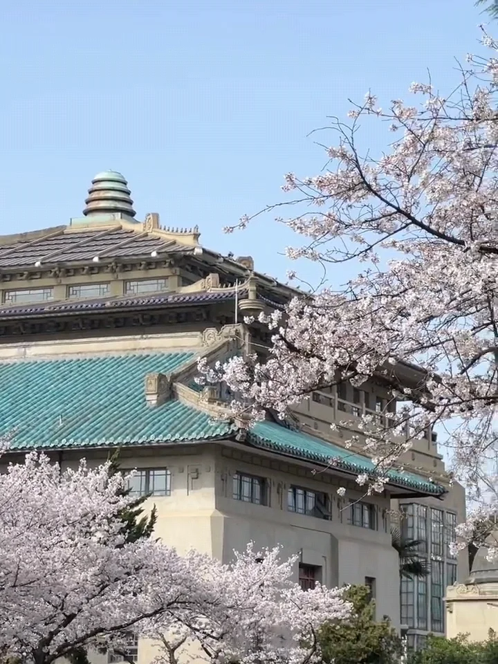 2025武汉赏樱全攻略🌸三月樱花季的浪漫