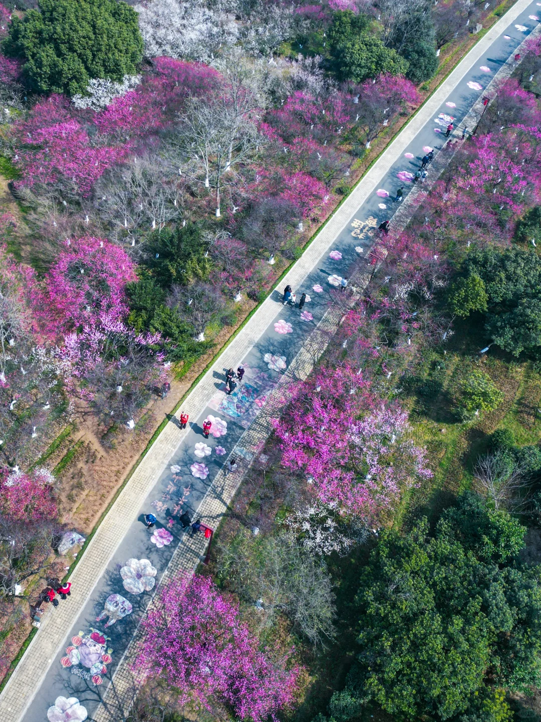 杭州赏梅🌸我只去一个地方