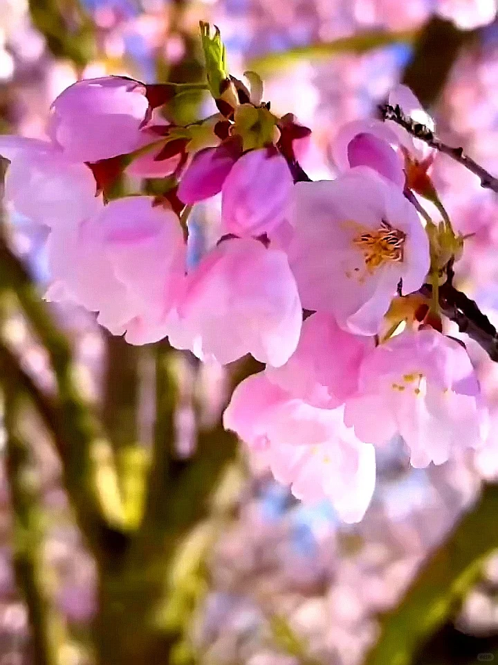 2025武汉赏樱全攻略🌸三月樱花季的浪漫