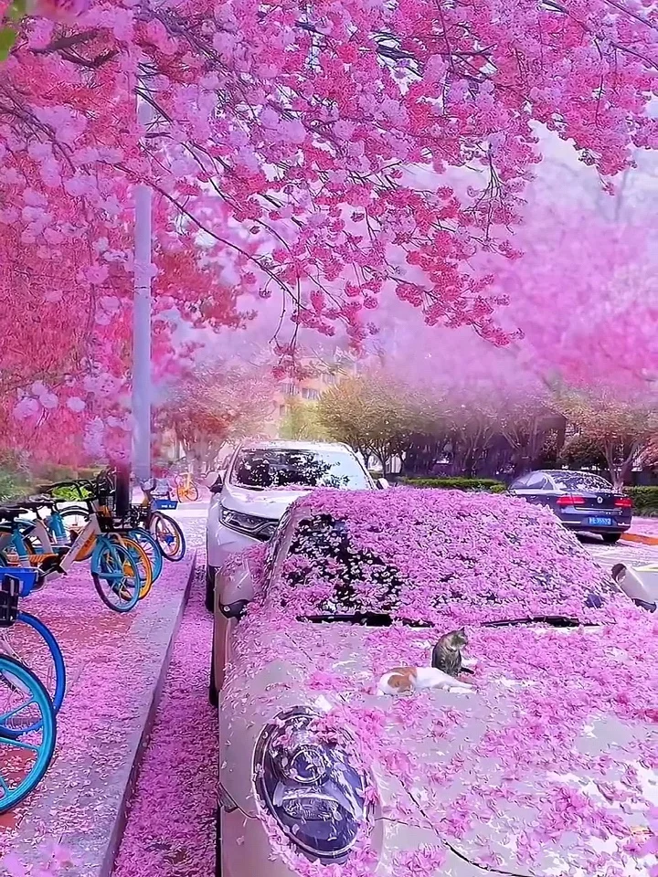 2025武汉赏樱全攻略🌸三月樱花季的浪漫