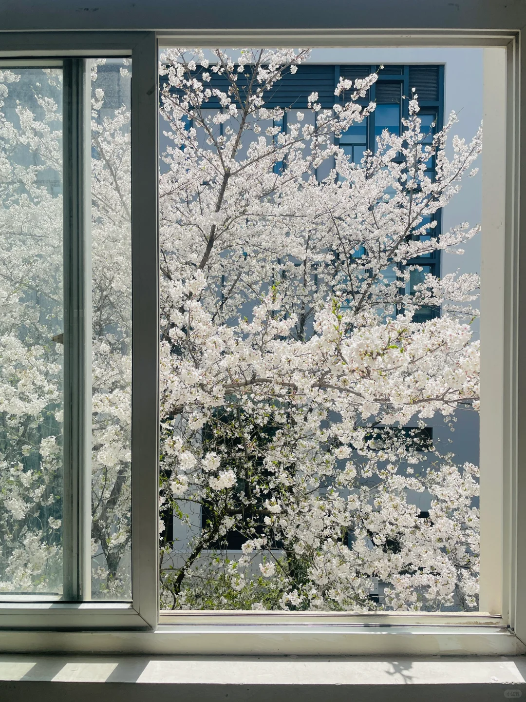 春节过后苏州将迎来一万次春和景明