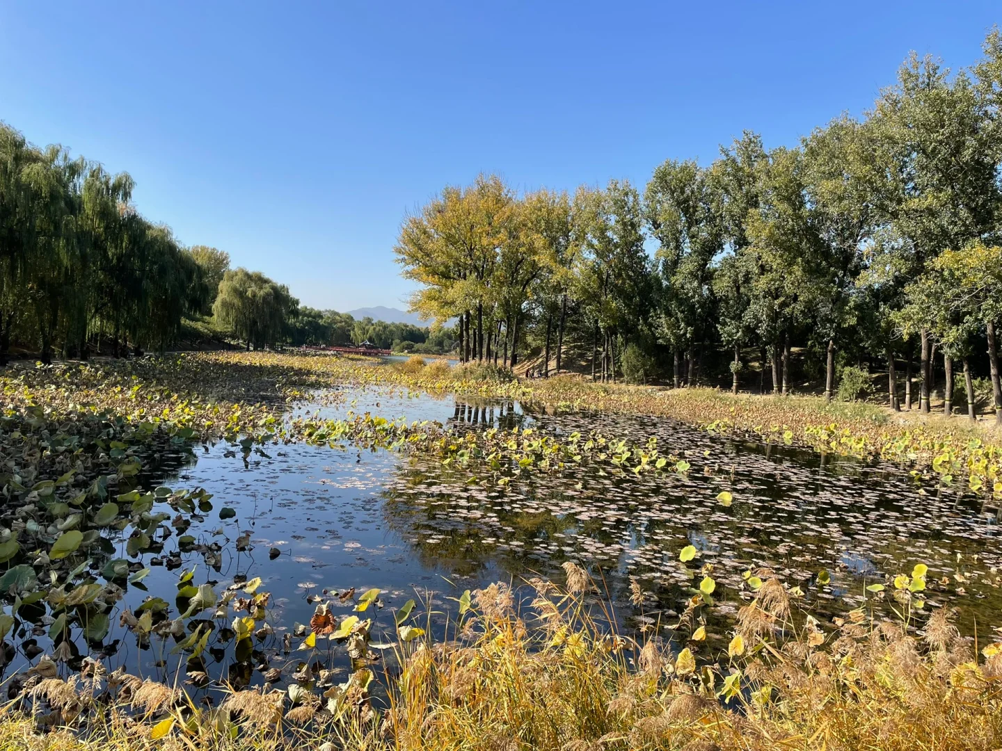 秋天的圆明园别有一番秋味🍂 北京.圆明园